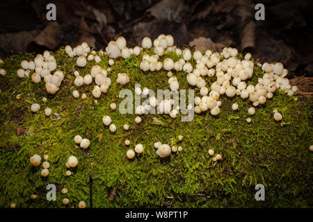 Ein Blick auf das Leben in Neuseeland. Auf der Nahrungssuche nach wunderbaren Winterpilzen: Fairy Ink-Caps (Coprinellus disseminatus). Angaben zufolge essbar. Stockfoto