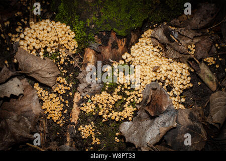 Ein Blick auf das Leben in Neuseeland. Auf der Nahrungssuche nach wunderbaren Winterpilzen: Fairy Ink-Caps (Coprinellus disseminatus). Angaben zufolge essbar. Stockfoto