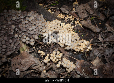 Ein Blick auf das Leben in Neuseeland. Auf der Nahrungssuche nach wunderbaren Winterpilzen: Fairy Ink-Caps (Coprinellus disseminatus). Angaben zufolge essbar. Stockfoto