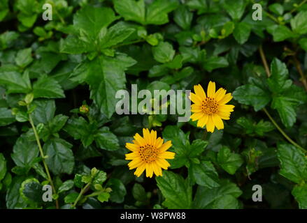 Nahaufnahme von Zwei schleichende Daisy Blumen blühen im Garten Stockfoto