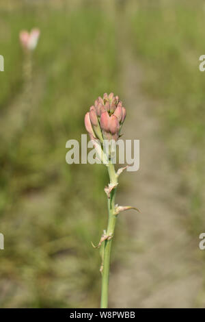 Nahaufnahme von TUBEROSE oder rajnigandha, ist ein Nacht-blühenden Pflanze, eine mehrjährige Pflanze, die sich auf die Agaven, Auszüge davon sind als Hinweis verwendet in Stockfoto