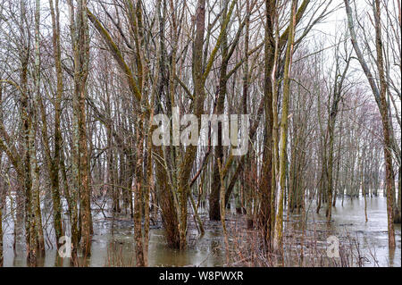 Überschwemmungen in den Wald Stockfoto