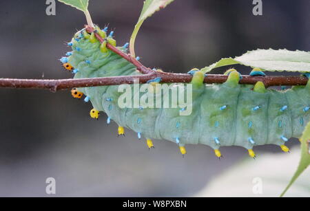 Cecropia motte Caterpillar auf einem Zweig Stockfoto