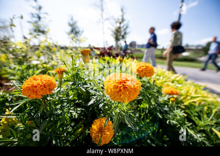 Heilbronn, Deutschland. 08 Aug, 2019. Die Besucher gehen über die Bundesgartenschau im sonnigen Wetter. Credit: Fabian Sommer/dpa/Alamy leben Nachrichten Stockfoto