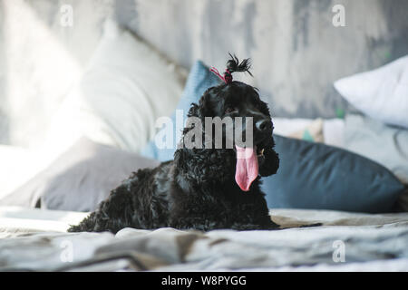 Schwarz English Springer Spaniel spielen in Clover Feld. Stockfoto