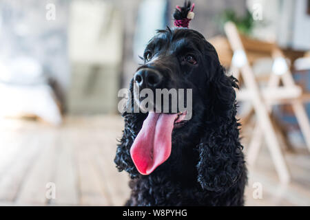 Schwarz English Springer Spaniel spielen in Clover Feld. Stockfoto