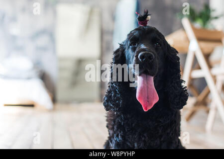 Schwarz English Springer Spaniel spielen in Clover Feld. Stockfoto