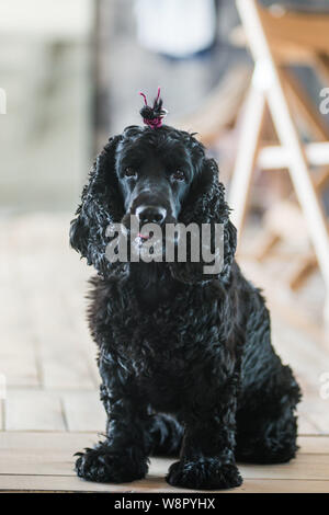 Schwarz English Springer Spaniel spielen in Clover Feld. Stockfoto
