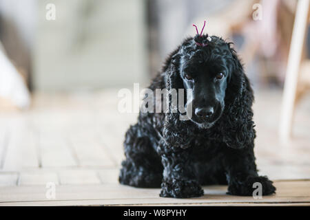 Schwarz English Springer Spaniel spielen in Clover Feld. Stockfoto