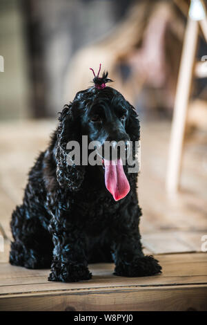 Schwarz English Springer Spaniel spielen in Clover Feld. Stockfoto
