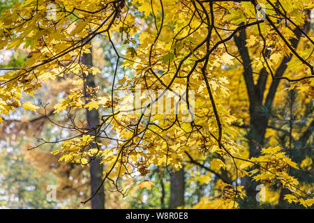 Maple Tree Branch mit trockenen verwelkte Blätter gegen verwackelte Park Umgebung Hintergrund, Detailansicht Stockfoto