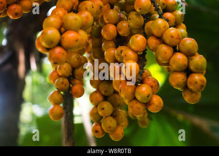 Raw Orangefarbene runde Palm Tree Früchte hängen vom Baum Stockfoto