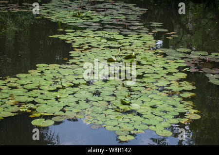 Seerosen auf dem Teich bilden einen Pfad Stockfoto