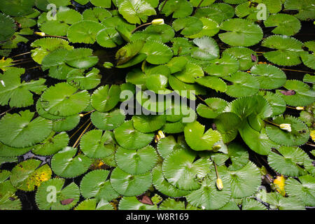 Grün leuchtende Seerosen auf dem Teich, Gruppe der Seerosen Stockfoto
