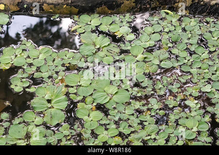 Wunderschöne Seerosen auf eine Gruppe Schwimmen in einem Teich Stockfoto