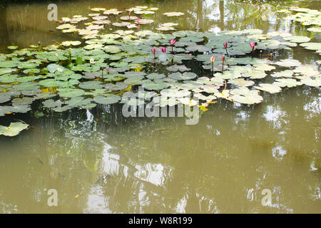 Rosa Seerosen auf dem Teich. Stockfoto