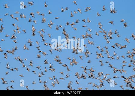 Herde von willet Vögel in Bolsa Chica Feuchtgebiete in Huntington Beach, Kalifornien Stockfoto