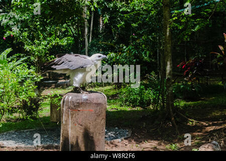 Kritisch endagared Philippinische Adler an der Philippine Eagle Garten in Knittelfeld Philippinen Stockfoto