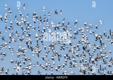 Herde von willet Vögel in Bolsa Chica Feuchtgebiete in Huntington Beach, Kalifornien Stockfoto