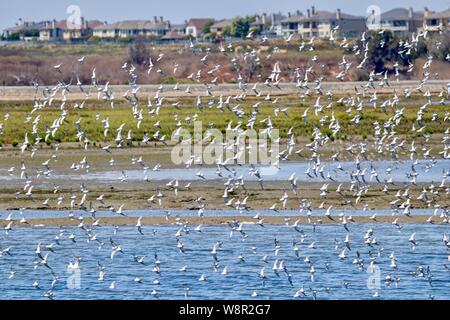 Herde von willet Vögel in Bolsa Chica Feuchtgebiete in Huntington Beach, Kalifornien Stockfoto