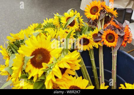 Eimer frisches Sonnenblumen auf einem Bauernmarkt in Boulder, Colorado Stockfoto