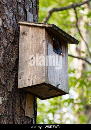 Verwittert und verwendet Bird's Nest, montiert auf einem Baum in der Roback Wald Stockfoto