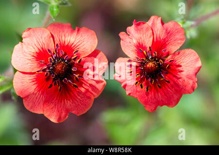 Nepal Cinquefoil, (Potentilla nepalensis), Cambridge, England, UK. Stockfoto