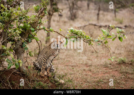 Ein Gepard im Krüger Nationalpark, Südafrika Stockfoto