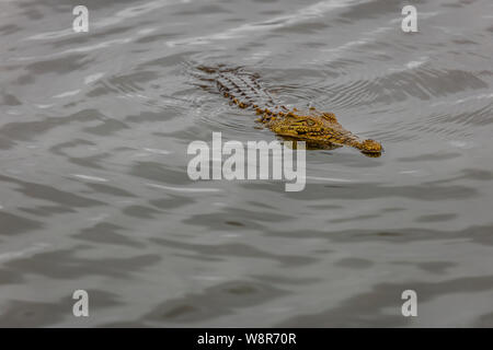 Ein Krokodil in den Krüger National Park, Südafrika Stockfoto