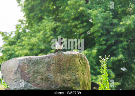 Schöne Eurasischen oder Europäischen magpie, Gemeinsame magpie Vogel hocken auf einem Stein. Stockfoto