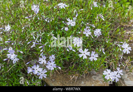 Moss Phlox oder schleichende Phlox Stockfoto