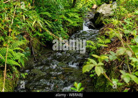 Bäume, Seen und Bäche in Tollymore Forest Park, Irland Stockfoto