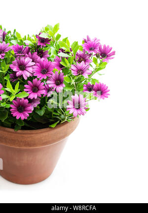 Gruppe von farbigen daisy flowers im Tontopf auf Weiß isoliert Stockfoto