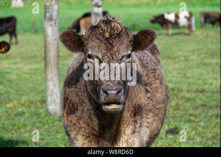 Eine Kuh sieht vorne an der Kamera Stockfoto