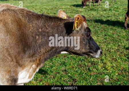 Eine Milchkuh steht in einer grünen Weide, seitlich an der Kamera Stockfoto