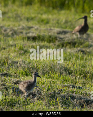 Curlew Küken Numenius arquata auf einem Hochland Wiese im Peak District. Stockfoto