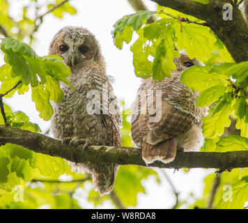 Waldkauz Küken saß in einem nördlichen Eiche Woodland nur nach dem Ausfliegen Stockfoto