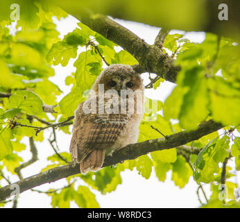 Waldkauz Küken saß in einem nördlichen Eiche Woodland nur nach dem Ausfliegen Stockfoto