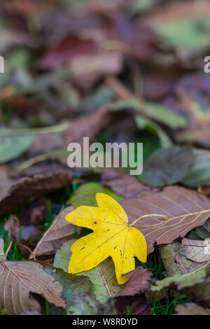 Ein einzelnes gelbes, herbstfarbiges Blatt vor dem Hintergrund von mehrfarbigen braunen und grünen goldenen herbstlichen Blättern auf dem Boden während des Herbstes. Stockfoto