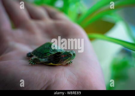 Schildkröte im Stock zu Hause Stockfoto, Bild: 96139525 - Alamy