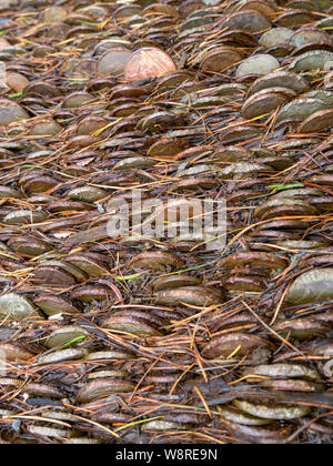 Nahaufnahme von Hunderten von Münzen in Holz- Stamm von Wünschen oder Money Tree embedded Stockfoto