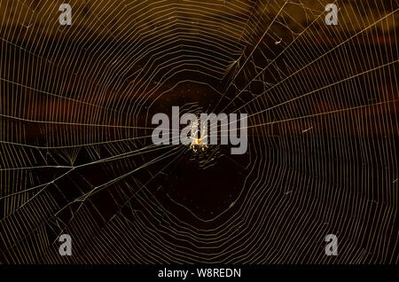 Glühendes Spinnennetz mit Spinne in der Innenstadt, in der Nähe auf einem dunklen Hintergrund Stockfoto