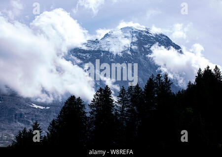 Schneebedeckten Gipfel der Alpinen ertrinken in den Wolken. Schwarze Silhouette von Nadelbäumen in einer Reihe im Vordergrund. Stockfoto