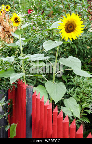 Gelbe Sonnenblumen, die am roten Holzzaun wachsen, hohe Gartenpflanzen Stockfoto