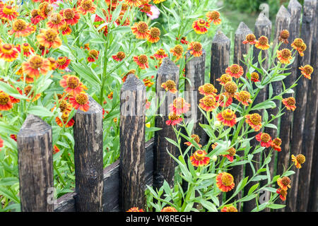 Helenium blüht am hölzernen ländlichen Gartenzaun Stockfoto