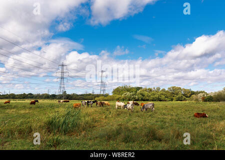 Kühe grasen in einem Feld mit Strommasten, untere Test Nature Reserve, Totton, Familiars, River Test Mündung, Redbridge, Southampton, Hampshire Stockfoto