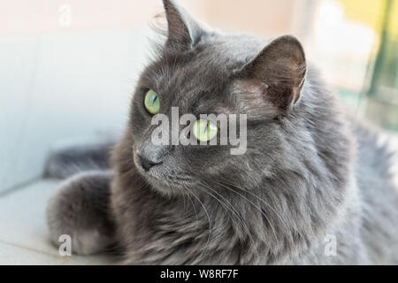 Weibliche Nebelung Rasse Katze mit grünen Augen Stockfoto