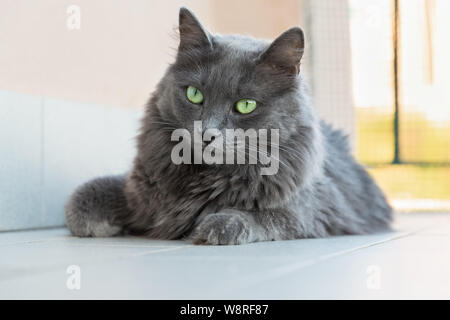 Weibliche Nebelung Rasse Katze mit grünen Augen Stockfoto