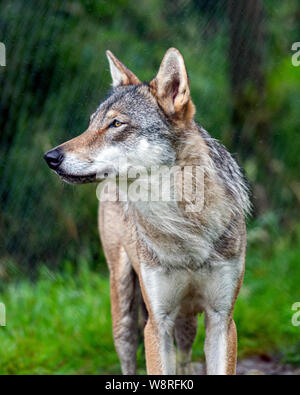 Graue Wölfe in Gefangenschaft in Exmoor Zoo. Stockfoto
