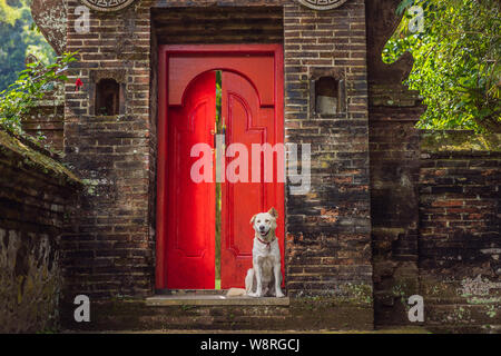 Der Hund sitzt auf dem Hintergrund der großen roten Tür Stockfoto